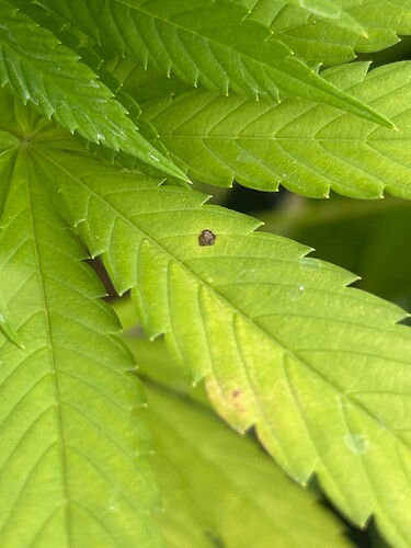 Growreport Bild 112