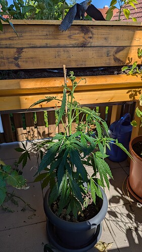 PXL_20240625_153226671