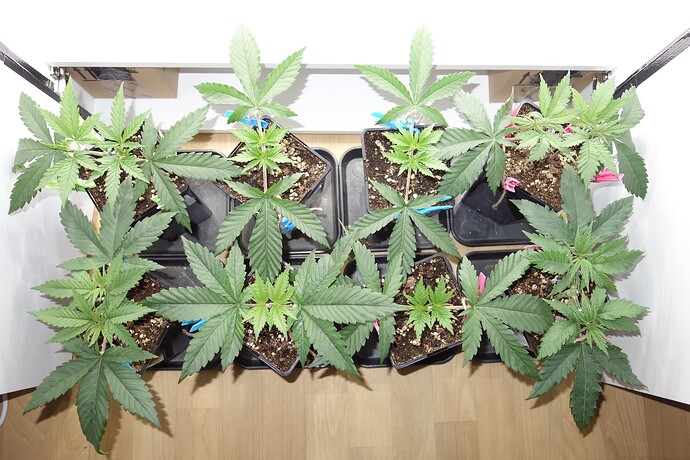Growreport Bild 6