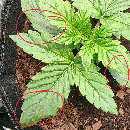 Fat Banana am 01.5