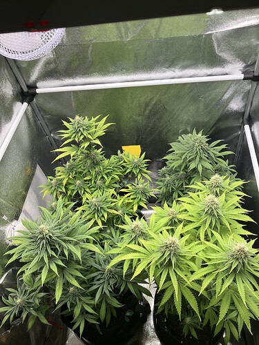Growreport Bild 6