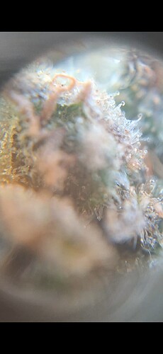 Growreport Bild 3