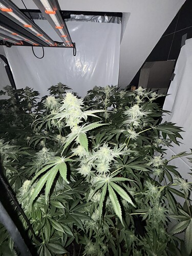 Growreport Bild 7