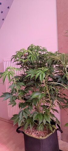 Growreport Bild 25