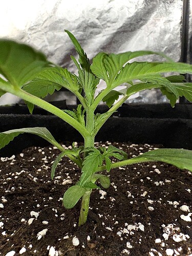 Growreport Bild 3