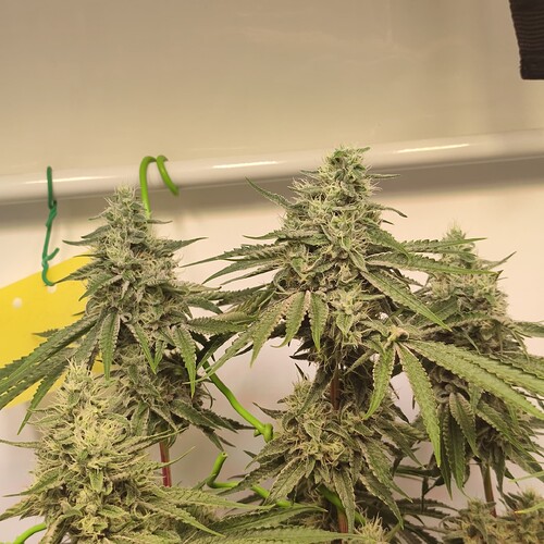 Growreport Bild 18