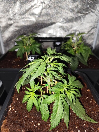 Growreport Bild 6
