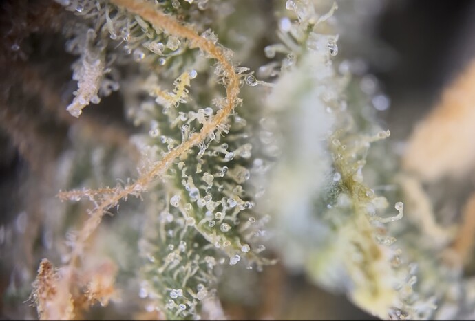 Growreport Bild 39