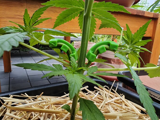 Growreport Bild 5
