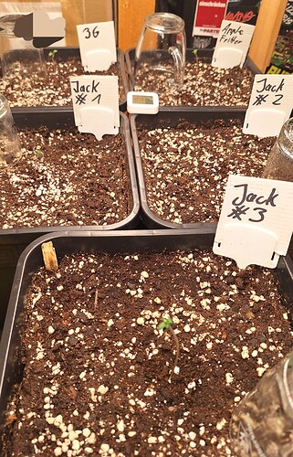 Growreport Bild 4
