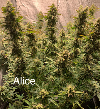 Growreport Bild 5
