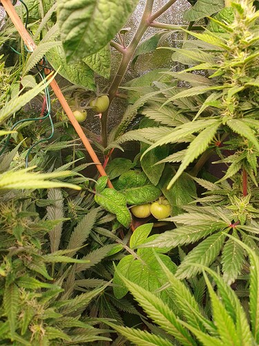 Growreport Bild 3