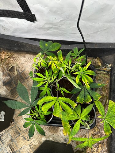 Growreport Bild 13