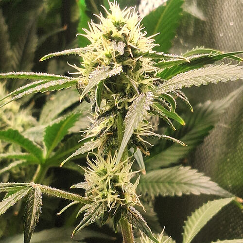 Growreport Bild 11