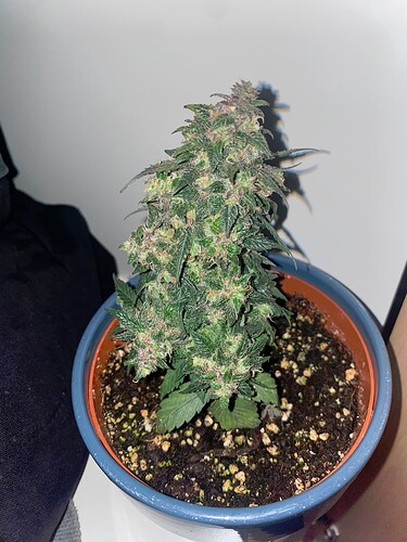 Growreport Bild 17