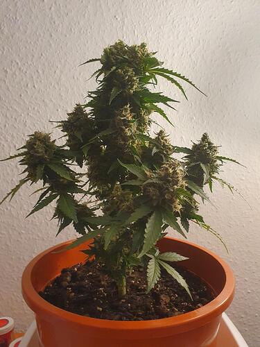 Growreport Bild 3