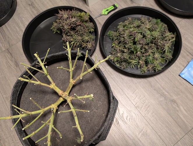 Growreport Bild 19