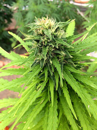 Grow26_0817_21
