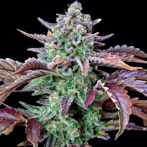 gorilla-cookies-auto