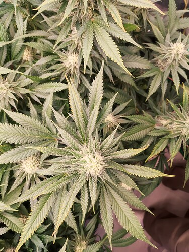 Growreport Bild 2