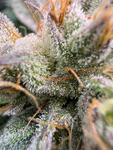 Growreport Bild 23