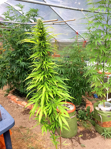 Grow2608193