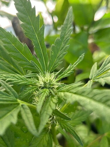 Growreport Bild 31