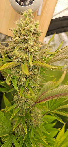 Growreport Bild 40