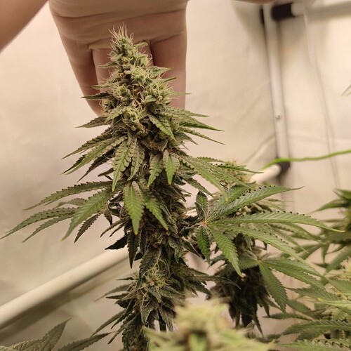 Growreport Bild 6
