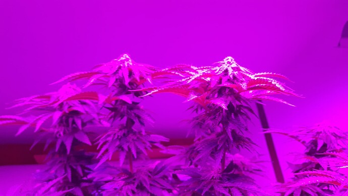 Growreport Bild 5