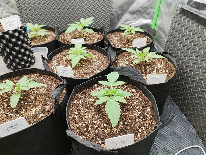 Mehrere junge Cannabispflanzen in Vlies-Töpfen, einige mit Namensschildern.