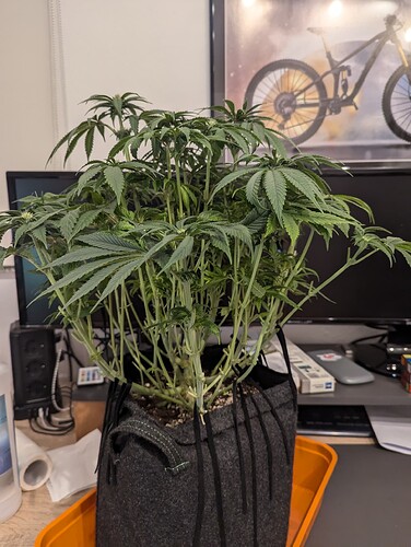 PXL_20241013_190808742