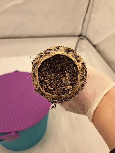 Growreport Bild 4