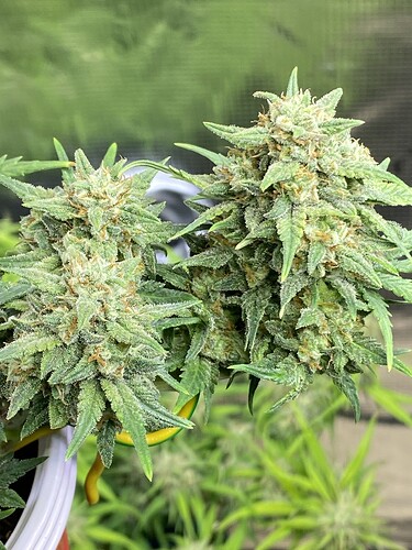 Growreport Bild 44