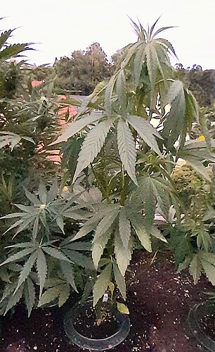 Growreport Bild 9