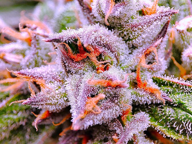 Growreport Bild 34