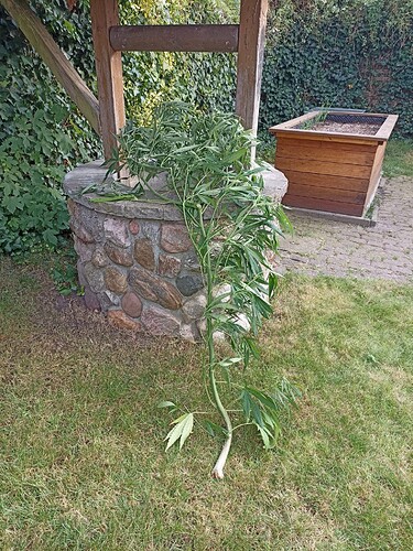 WhatsApp Bild 2024-08-09 um 08.35.42_4ee2b15c