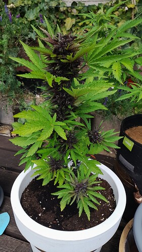 Growreport Bild 22