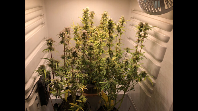 Growreport Bild 36