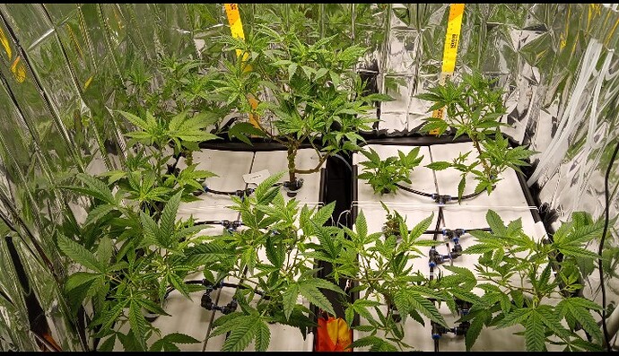 Screenshot_20250402_073556