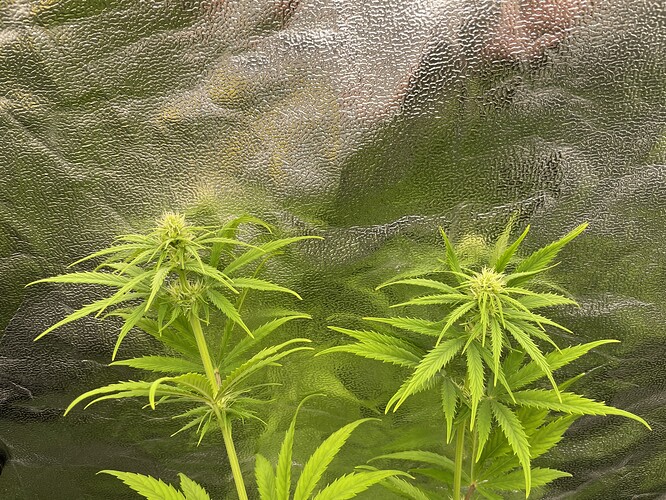 Growreport Bild 1