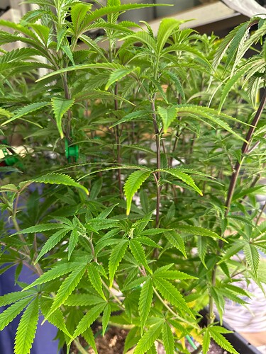 Growreport Bild 33
