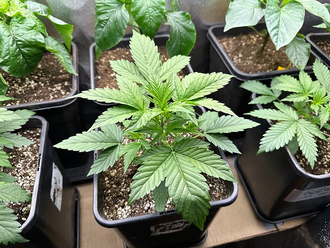 Growreport Bild 15
