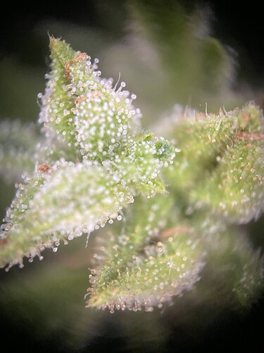 Growreport Bild 29