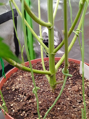 Nahaufnahme des Stammes einer Cannabispflanze im Wuchs, gestützt durch Draht. Der Boden ist sichtbar.