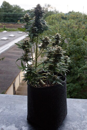 Growreport Bild 5