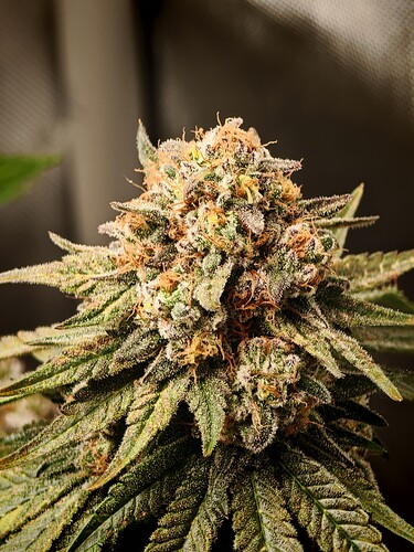 Growreport Bild 10