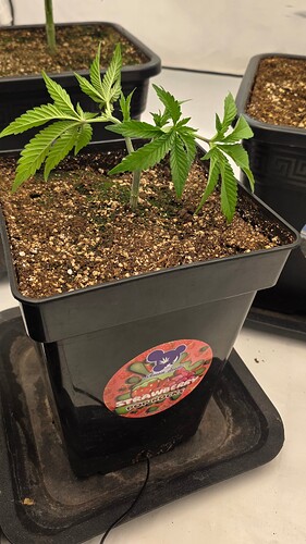 Growreport Bild 14