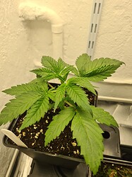 Growreport Bild 6