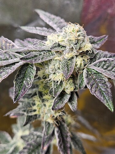 Growreport Bild 8